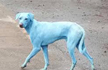 Dogs Turn Blue In Navi Mumbai, Find Out Why